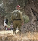 سلطات العدو تقتلع أشجار الزيتون من أراضي الفلسطينيين في رام الله لأغراض عسكرية